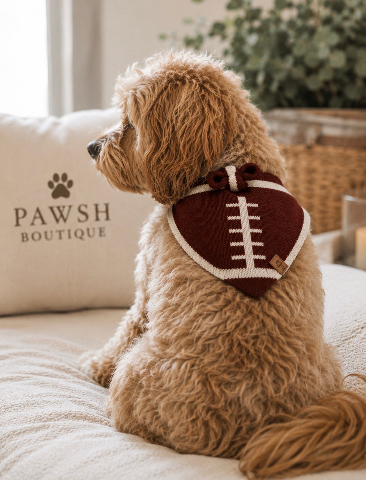 Dressed to Pawfection