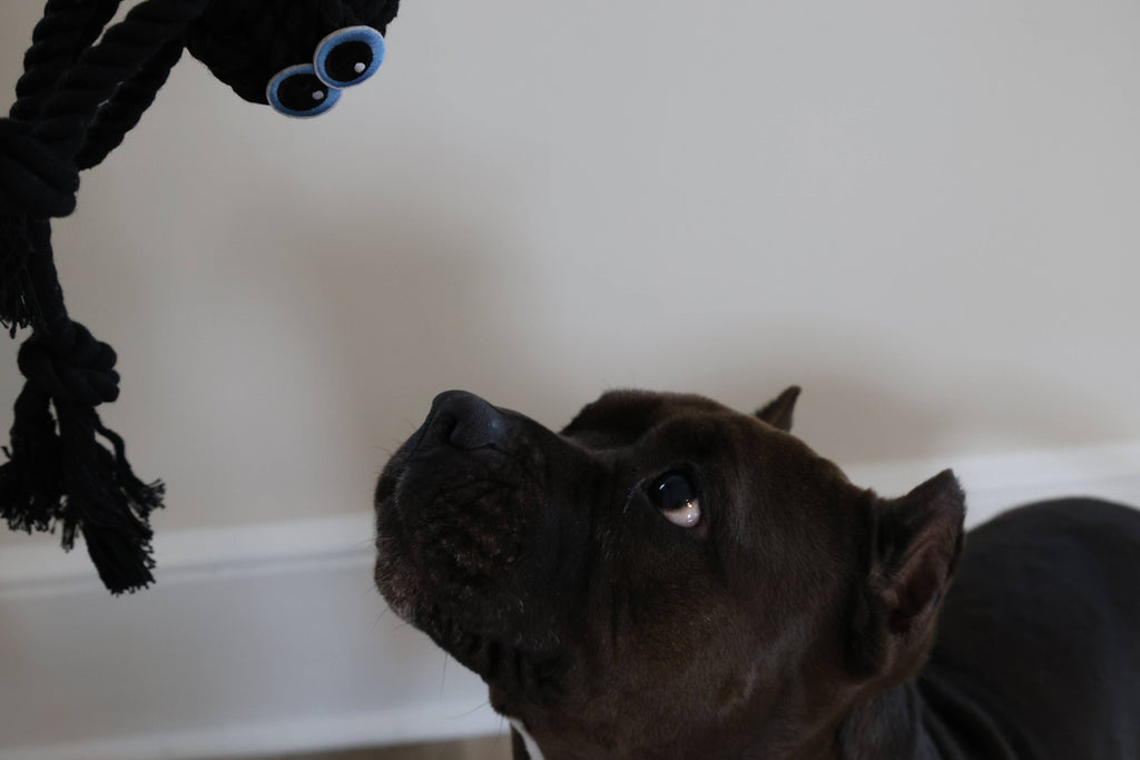 Black Spider Rope Dog Toy