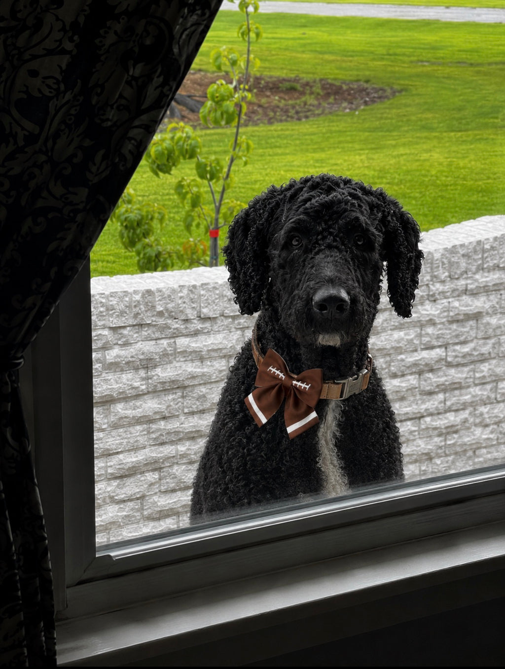 Black Spider Rope Dog Toy