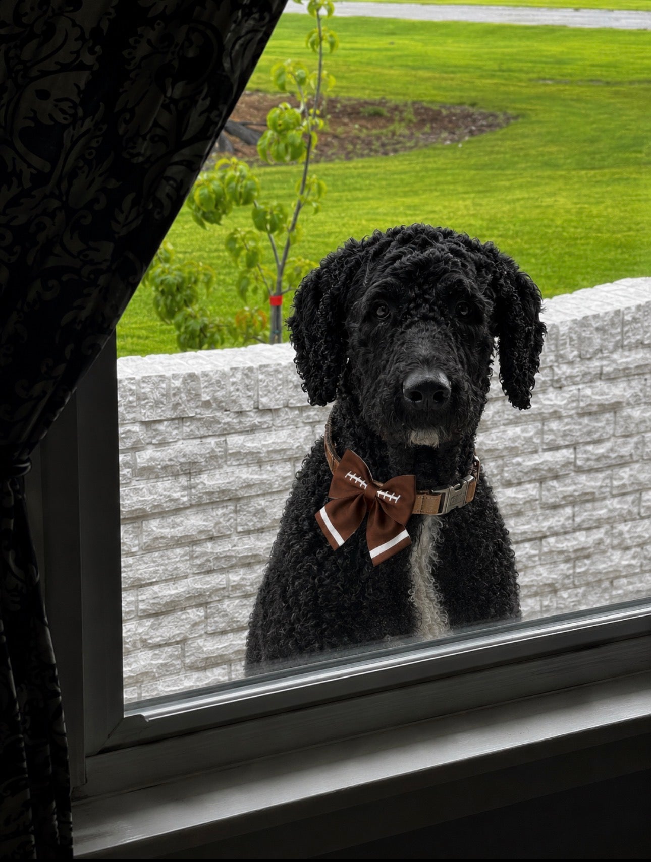Football Embroidered Lady Dog Bow