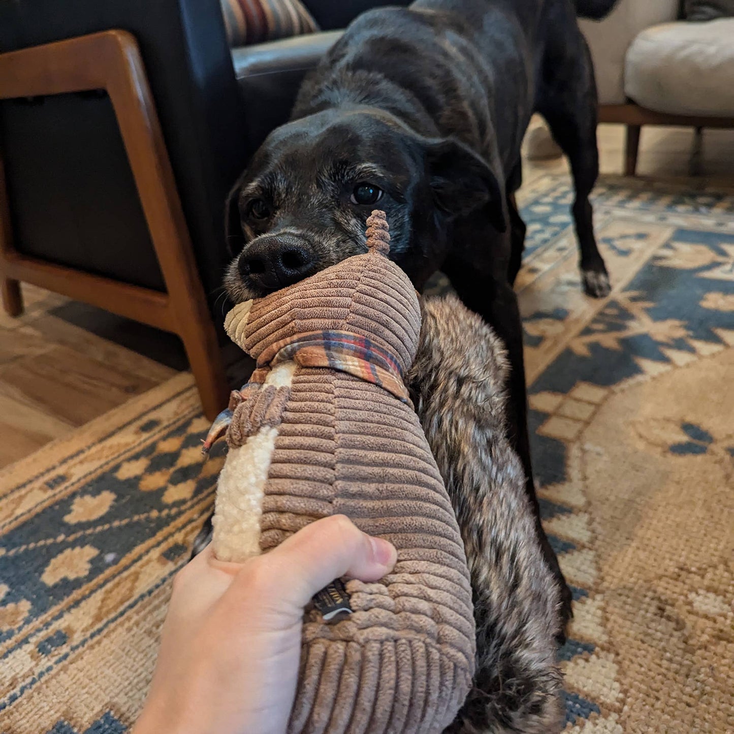Pendleton Plush Squirrel Dog Toy